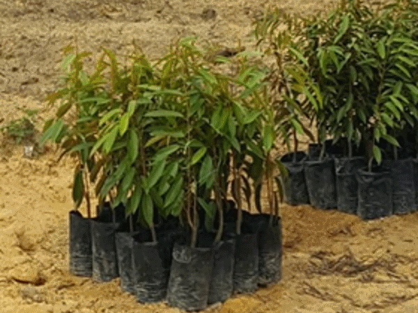 New Durian plantation (Kahang) Case Study