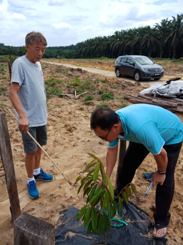 New Durian plantation (Kahang) Case Study