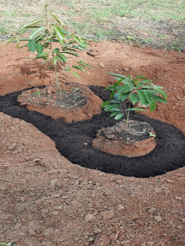 Activated-char applied in radial trench, Oct 2019 Activated-char applied in radial trench, Oct 2019