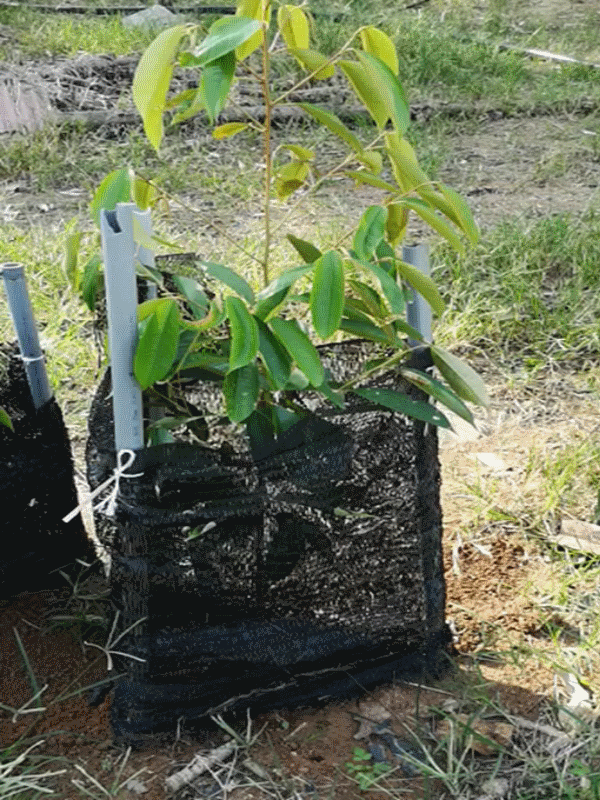 Healthy seedlings after 3 months Activated-char trial Healthy seedlings after 3 months Activated-char trial