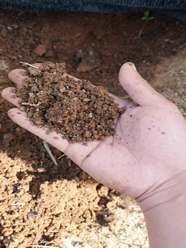 Activated-char and fertilizer blended into the soil, giving a deeper color Activated-char and fertilizer blended into the soil, giving a deeper color