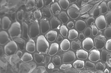 Image 2: Zoom in view of pores from image 1 Image 2: Zoom in view of pores from image 1