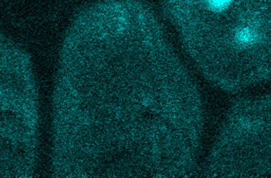 Image 4: Electron imaging showing blue dots indicating the location of potassium (K) within the pores. Image 4: Electron imaging showing blue dots indicating the location of potassium (K) within the pores.