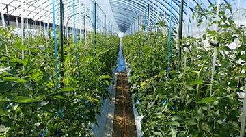 Two plots of land used, one applied with Activated-char, fertilizer applied equally for both. Two plots of land used, one applied with Activated-char, fertilizer applied equally for both.