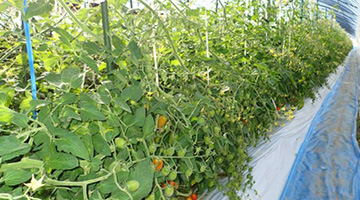JTS Optimax Activated-char applied: beautiful leaves and many fruits formed. JTS Optimax Activated-char applied: beautiful leaves and many fruits formed.