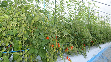 JTS Optimax Activated-char applied: more fruits produced, faster ripening and colouring. Sweetness level at 7.5, higher than Control. JTS Optimax Activated-char applied: more fruits produced, faster ripening and colouring. Sweetness level at 7.5, higher than Control.